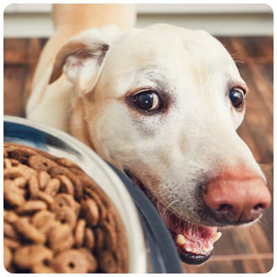 Køb Kvalitets Hundefoder Online | Foder Alle Racer og