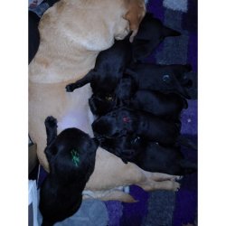 Stockmar bivoksfarver 12 stk.