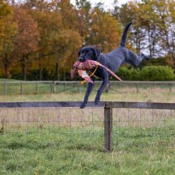 Dummy fasankok 600 gr