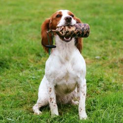 Dummy fasanhne print 500 g