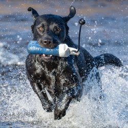 Dummy 250 g bl� med hvid PVC top