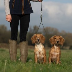 Retrieverline-s�t til 2 hunde 5 mm oliven