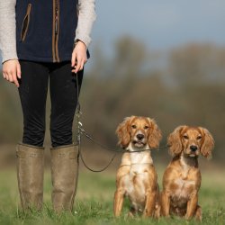 Retrieverline-s�t til 2 hunde 5 mm oliven