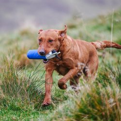 Dummy 250 g bl� med hvid PVC top