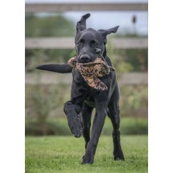 Dummy fugl med fasanh�neprint mini Lite