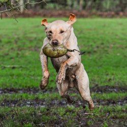 Retrieve Dummy Partridge