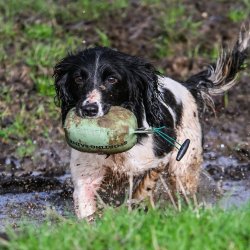 Retrieve Dummy Partridge