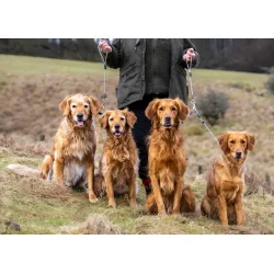 Retrieverline-s�t til 2 hunde 5 mm oliven