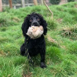 Bold med skind og kastesnor 500 gr