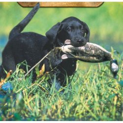 Dokken's mini and dummy