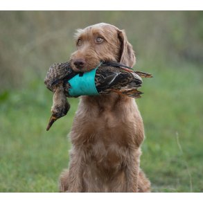 Blte til vildt-trning