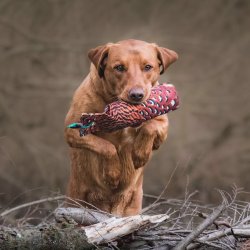 Dummy fasanprint 500 g