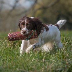 Dummy fasanprint 500 g