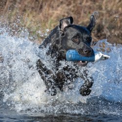 Dummy 500 g bl� med hvid PVC top