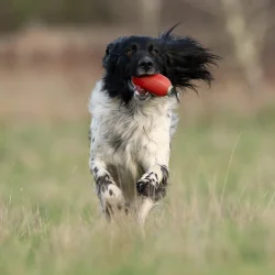 Dummy PVC til dummyskyder torpedo rd