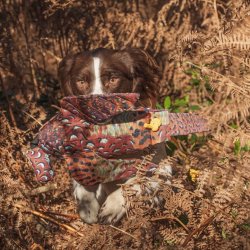 Dummy fasankok 600 gr