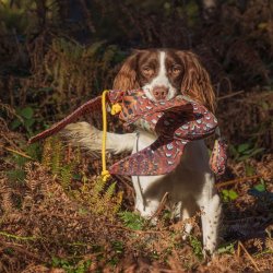 Dummy fasankok 600 gr