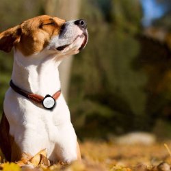 Petkit Pet Activity Monitor pink