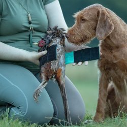 Blte til vildt-trning