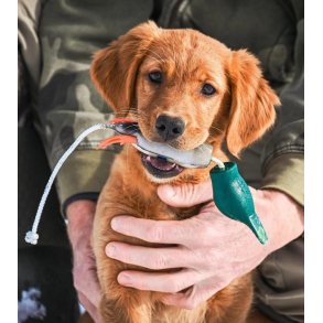 Dokken's Puppy grand