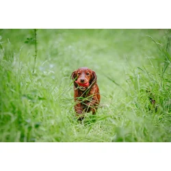 Quail Andy Cullen dummy rd 150 g