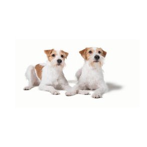 Hundefoder til små racer